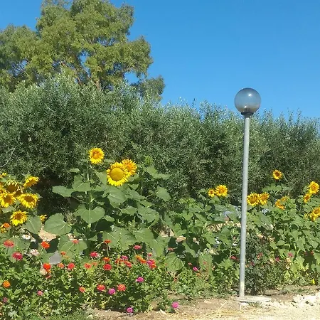 Sole Della Valle * Zingarello